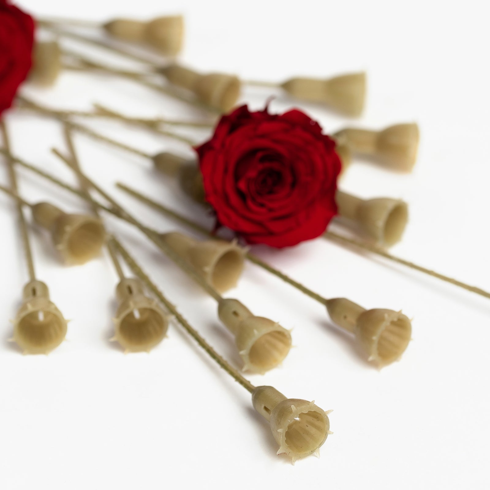 Preserved Petals