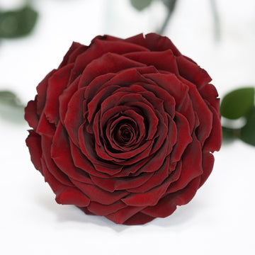 RoseAmor