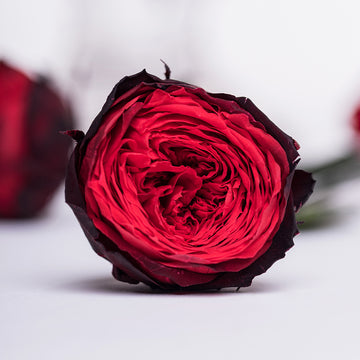 Garden Roses
