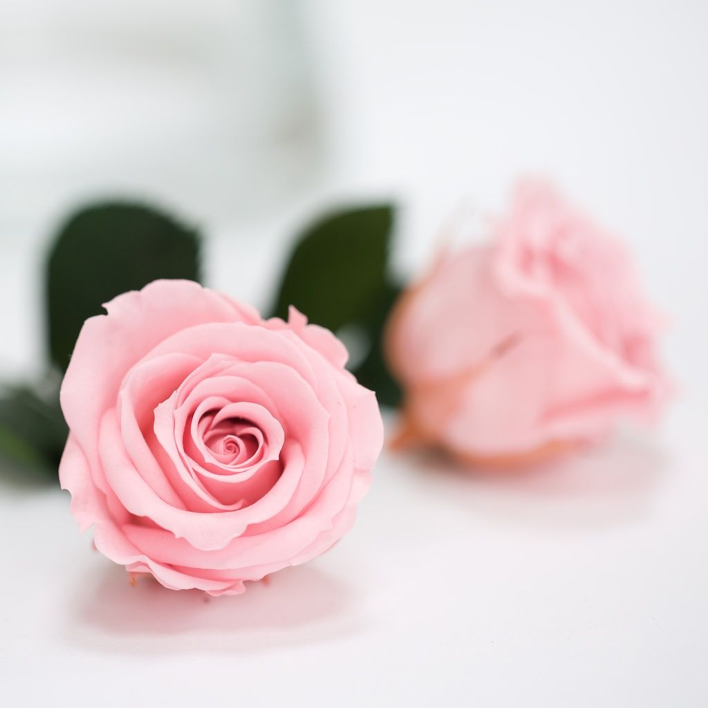 Preserved Roses
