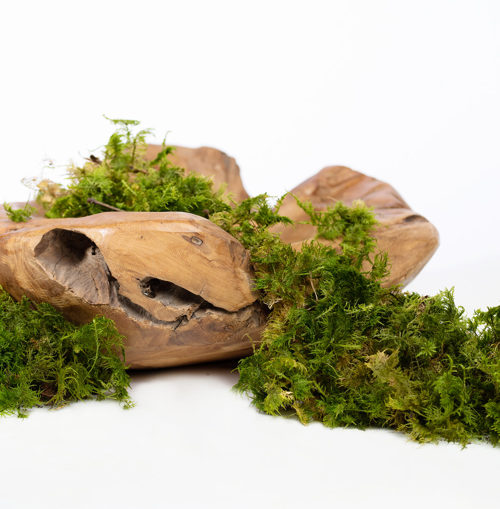 Canopy - Star Moss - Window box