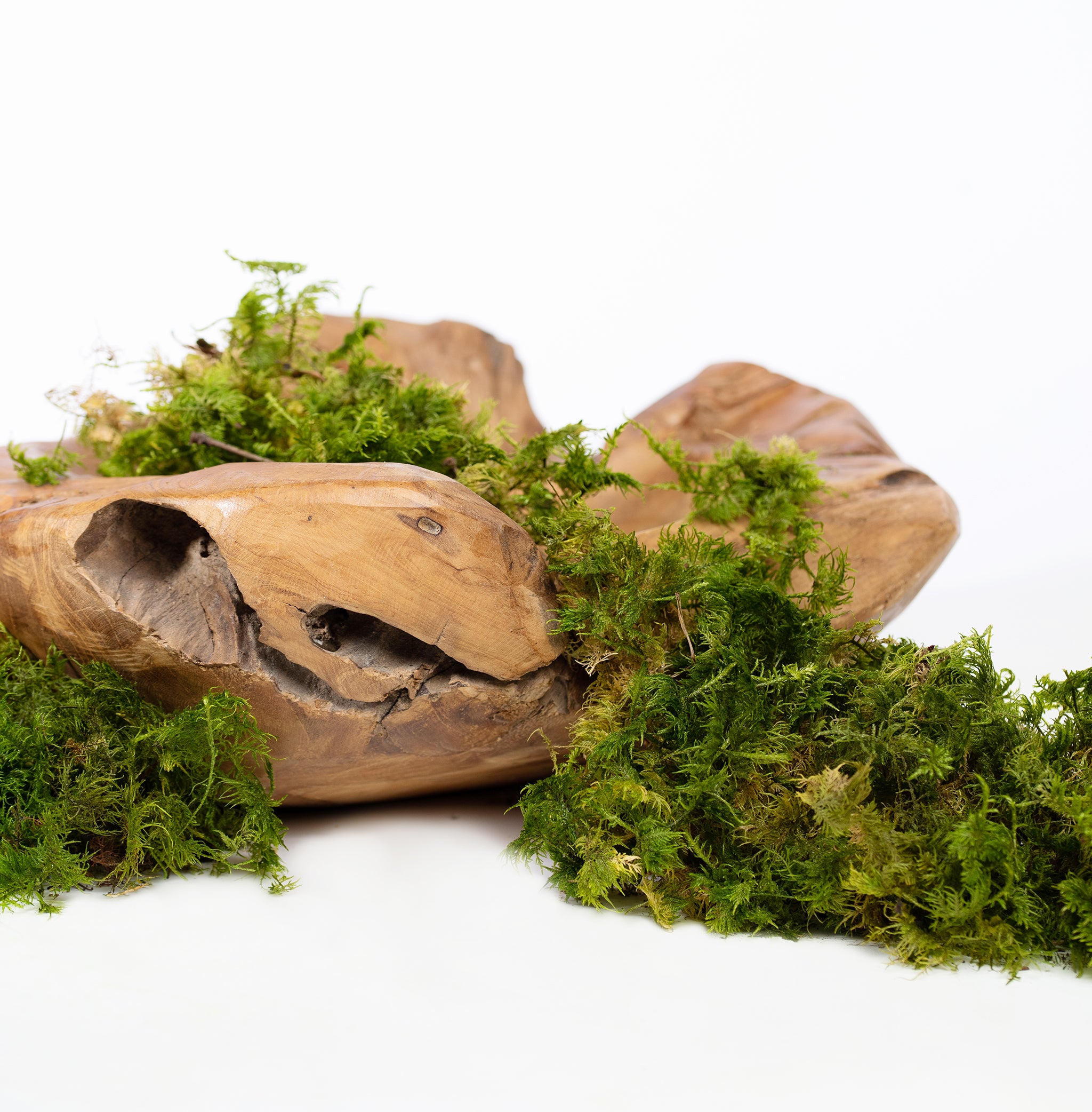 Canopy - Star Moss - Window box