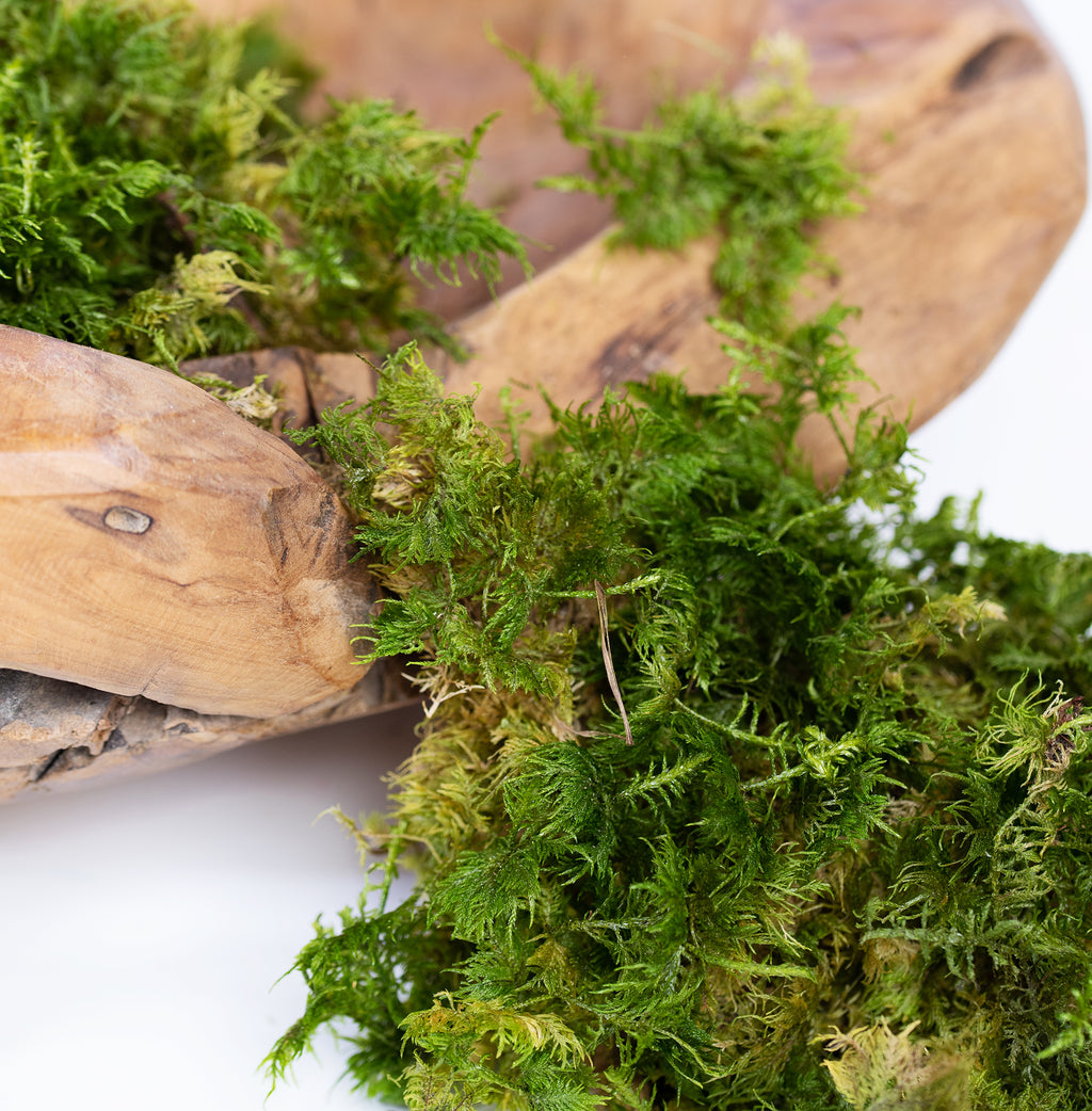 Canopy - Star Moss - Window box