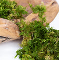 Canopy - Star Moss - Window box