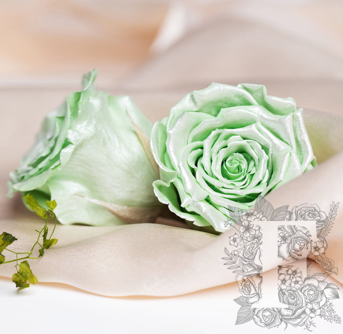 Satin rose - XL - 6 Roses