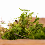 Canopy - Star Moss - Window box