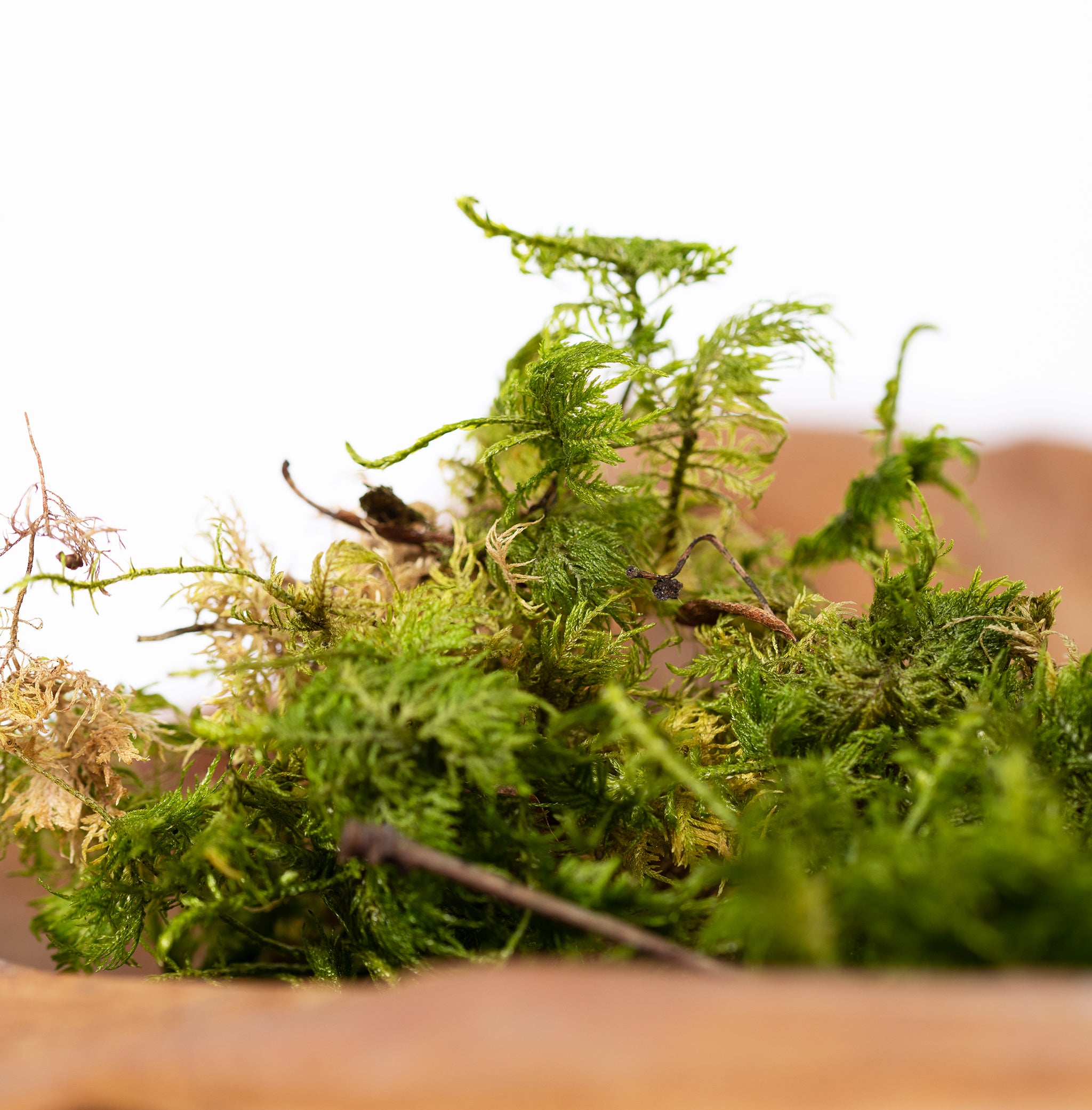 Canopy - Star Moss - Window box