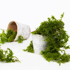 Canopy - Star Moss - Window box