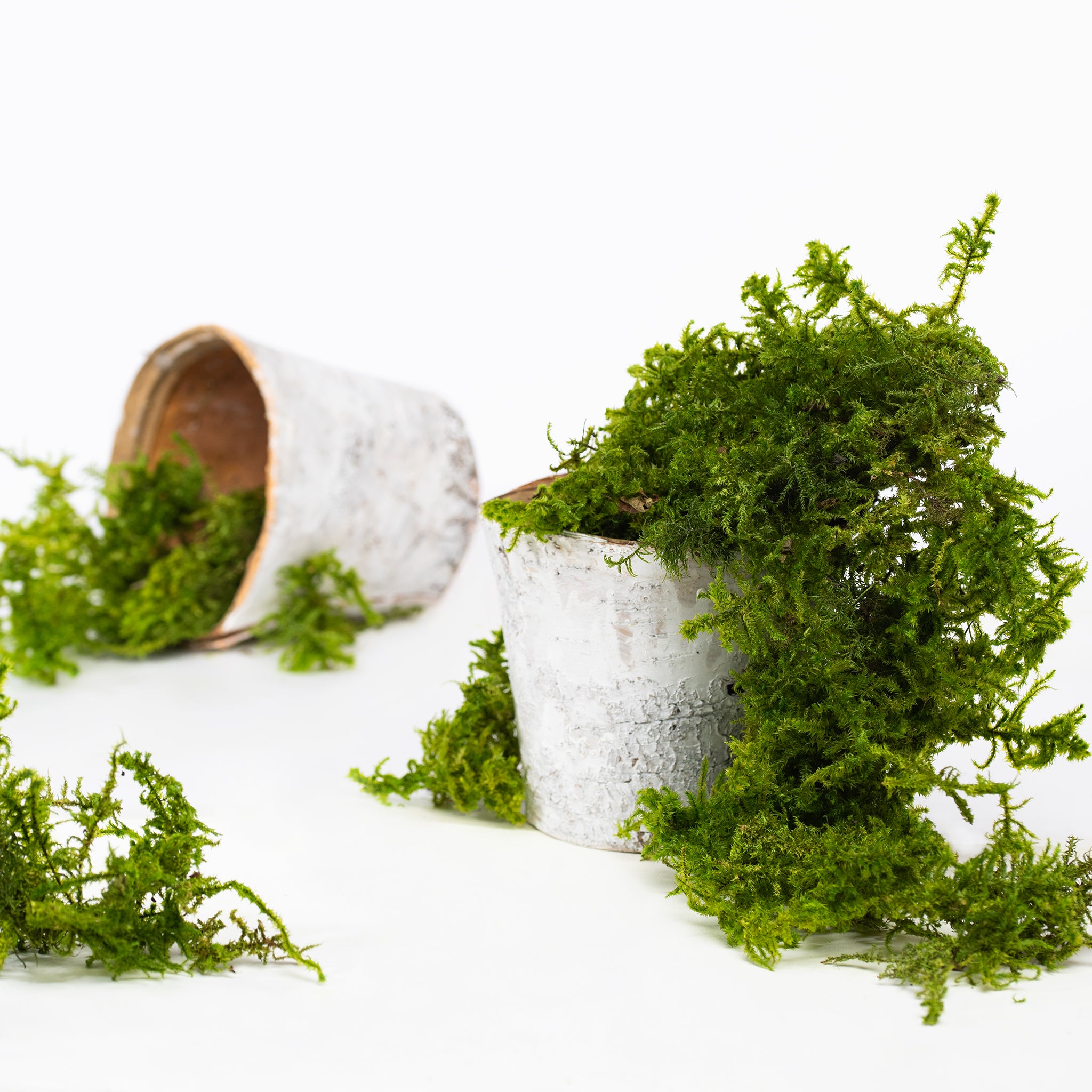 Canopy - Star Moss - Window box