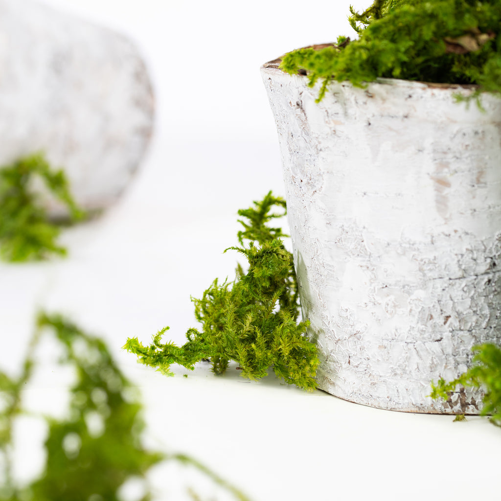 Canopy - Star Moss - Window box