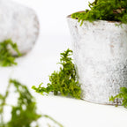 Canopy - Star Moss - Window box