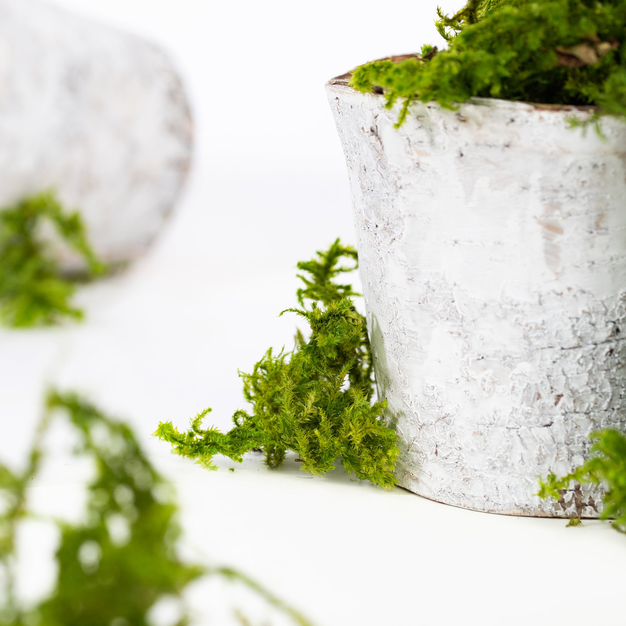 Canopy - Star Moss - Window box