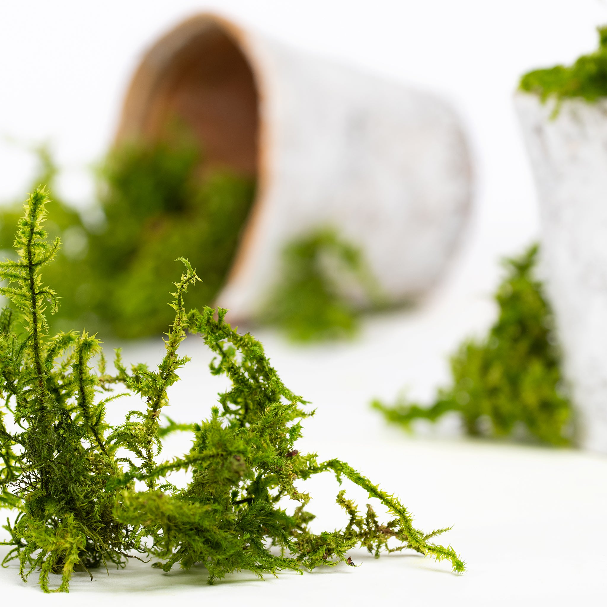 Canopy - Star Moss - Window box