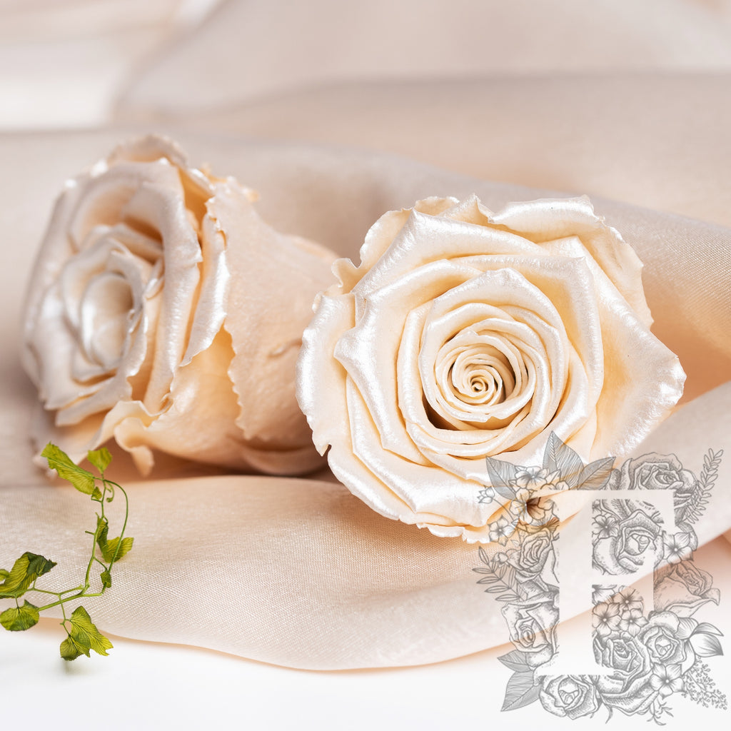 Satin rose - XL - 6 Roses