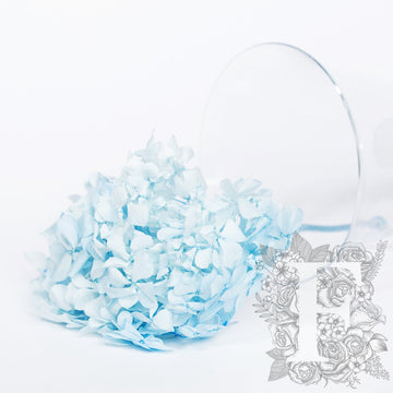 Fora exclusive - Premium Hydrangea - Stem