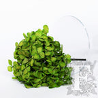 Fora exclusive - Premium Hydrangea - Stem
