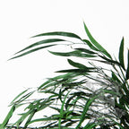 Exclusive Eucalyptus Nicoly - 30-50 cm