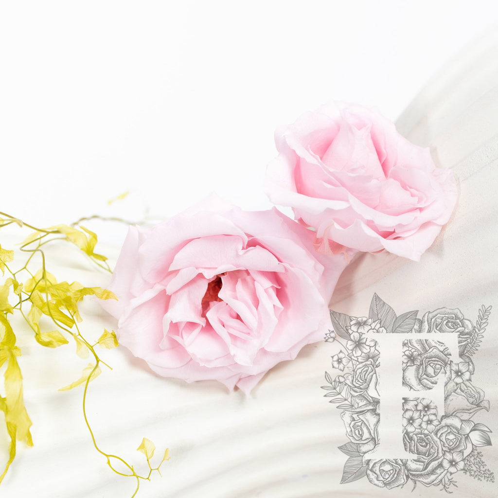 French Rose Majolica - 6 Heads