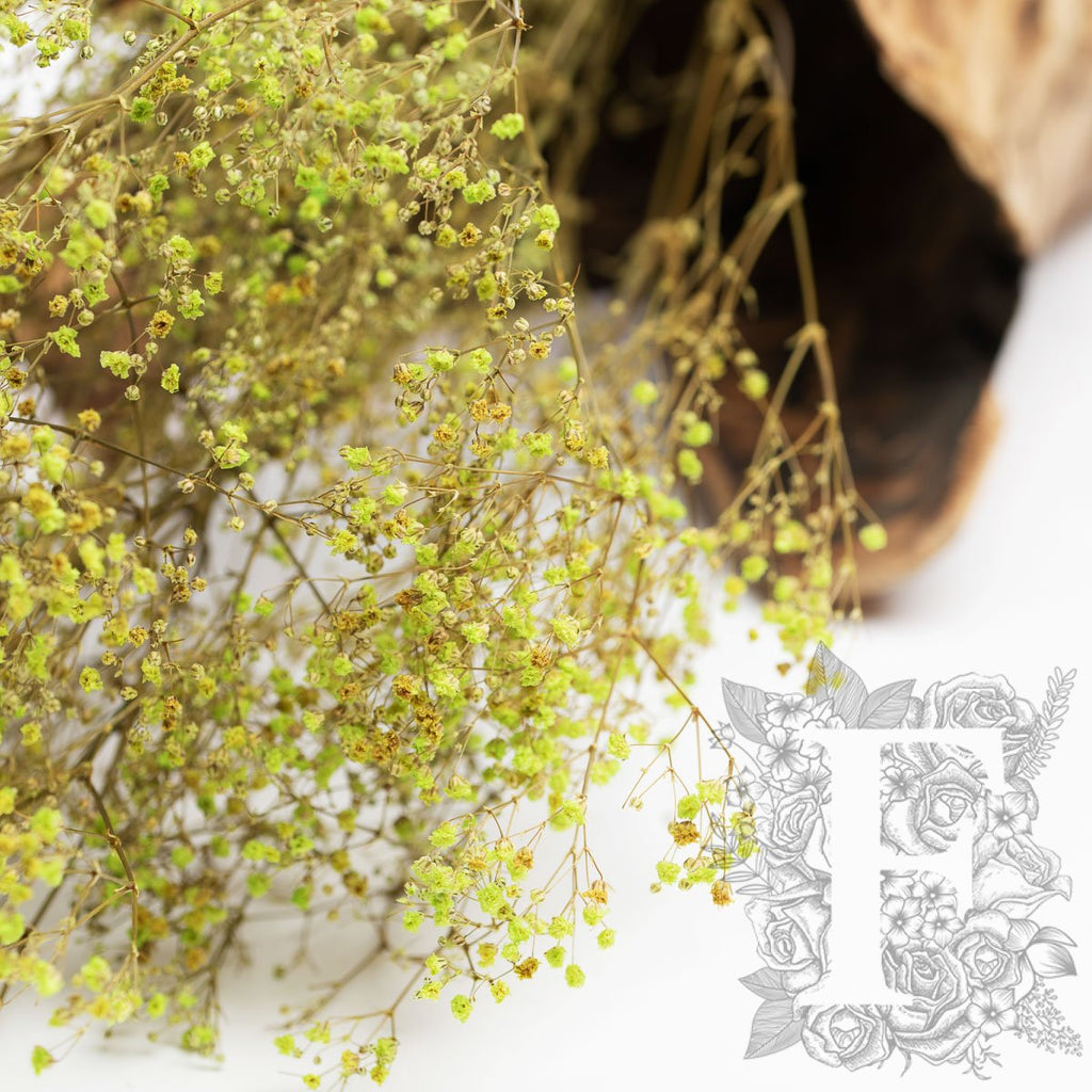 Gypsophila - Bunch