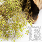 Gypsophila - Bunch