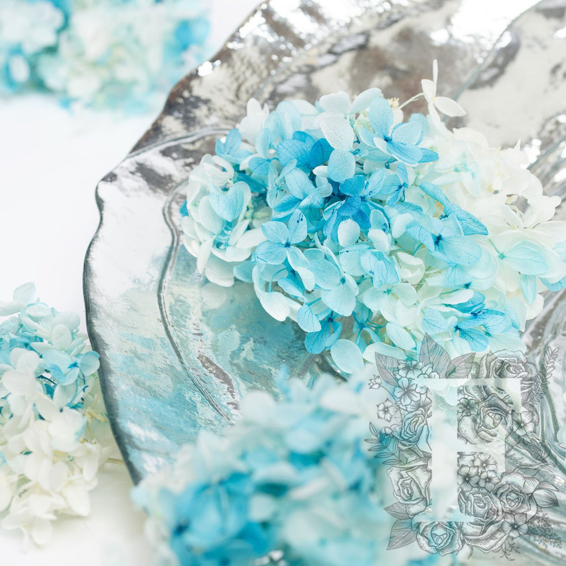 Peegee Hydrangea - Gradation - Box