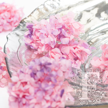 Peegee Hydrangea - Gradation - Box