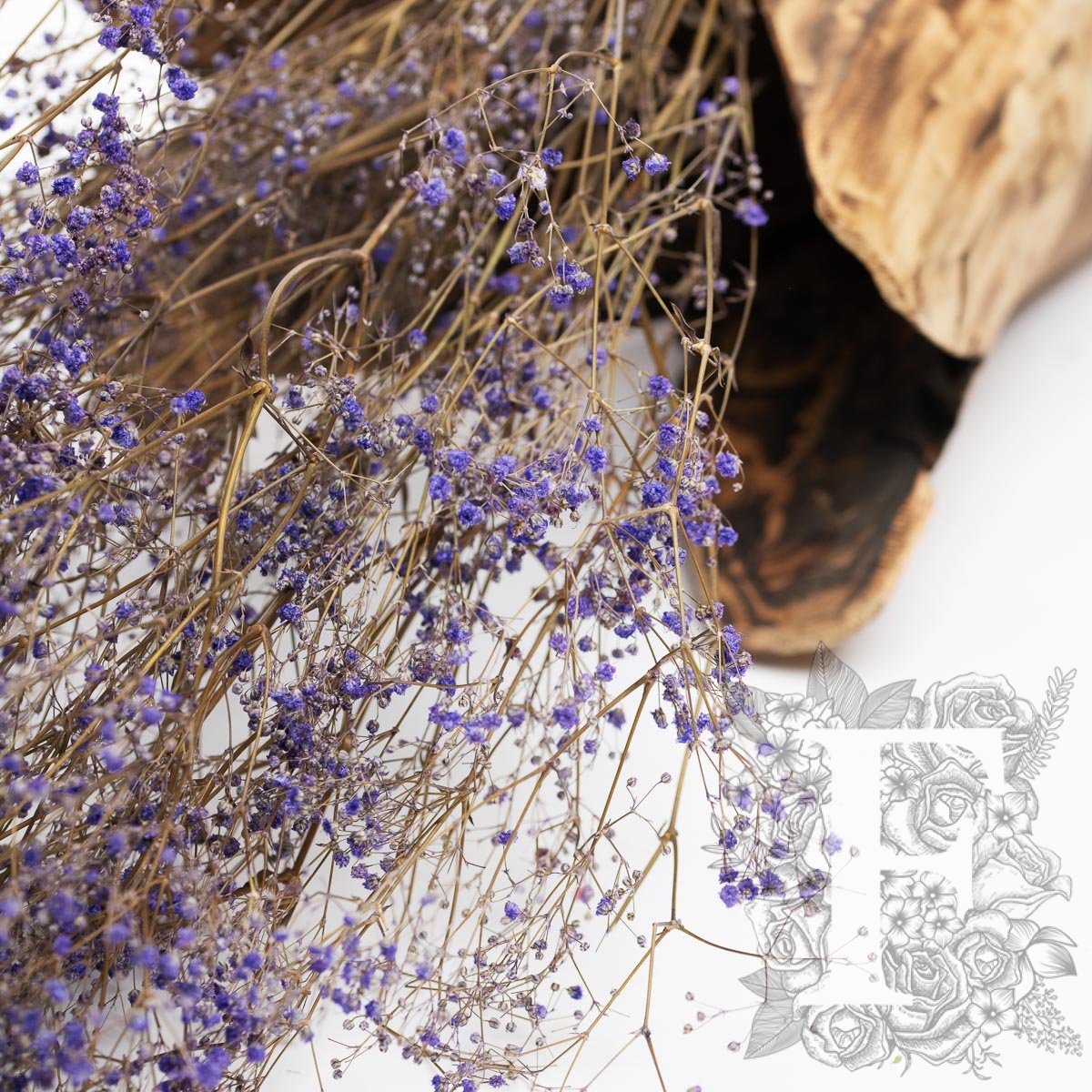 Gypsophila - Bunch