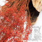 Gypsophila - Bunch