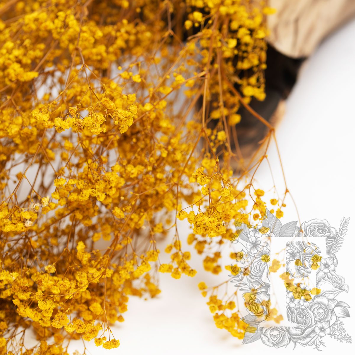 Gypsophila - Bunch