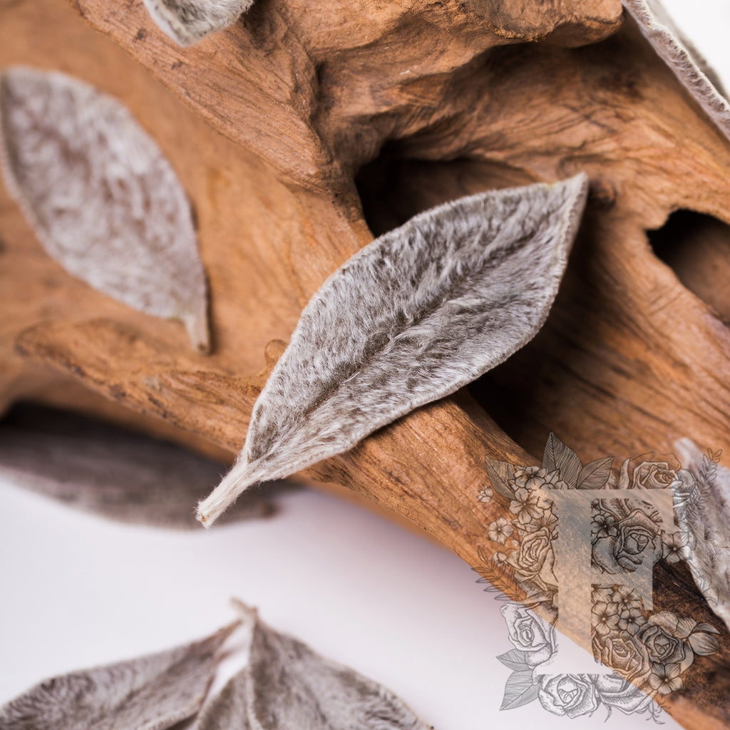 Soft Leaves - Box