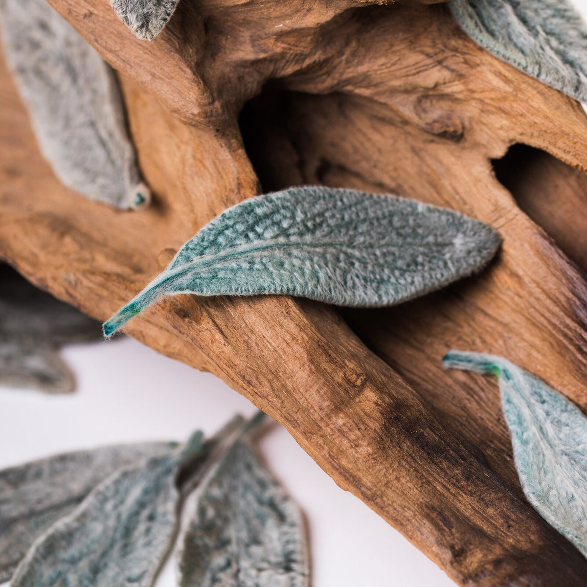 Soft Leaves - Box