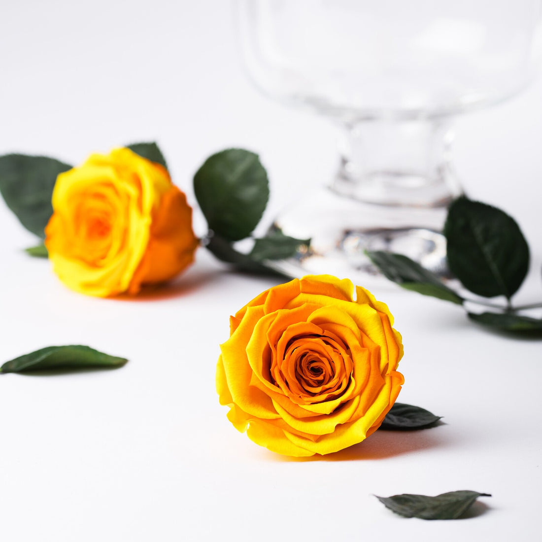 Multi-colour_roses-029