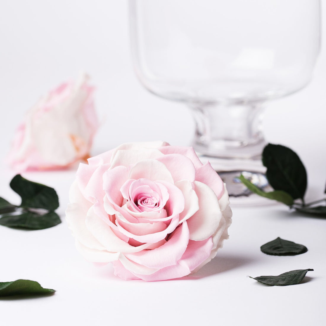 Multi-colour_roses-013