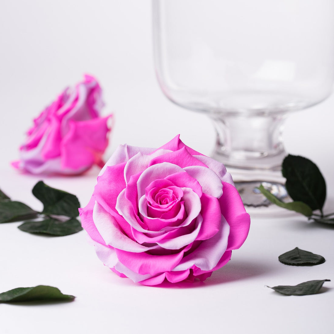 Multi-colour_roses-013