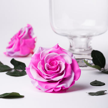 Multi-colour_roses-013