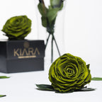 Kiara - Solitario - 1 Head