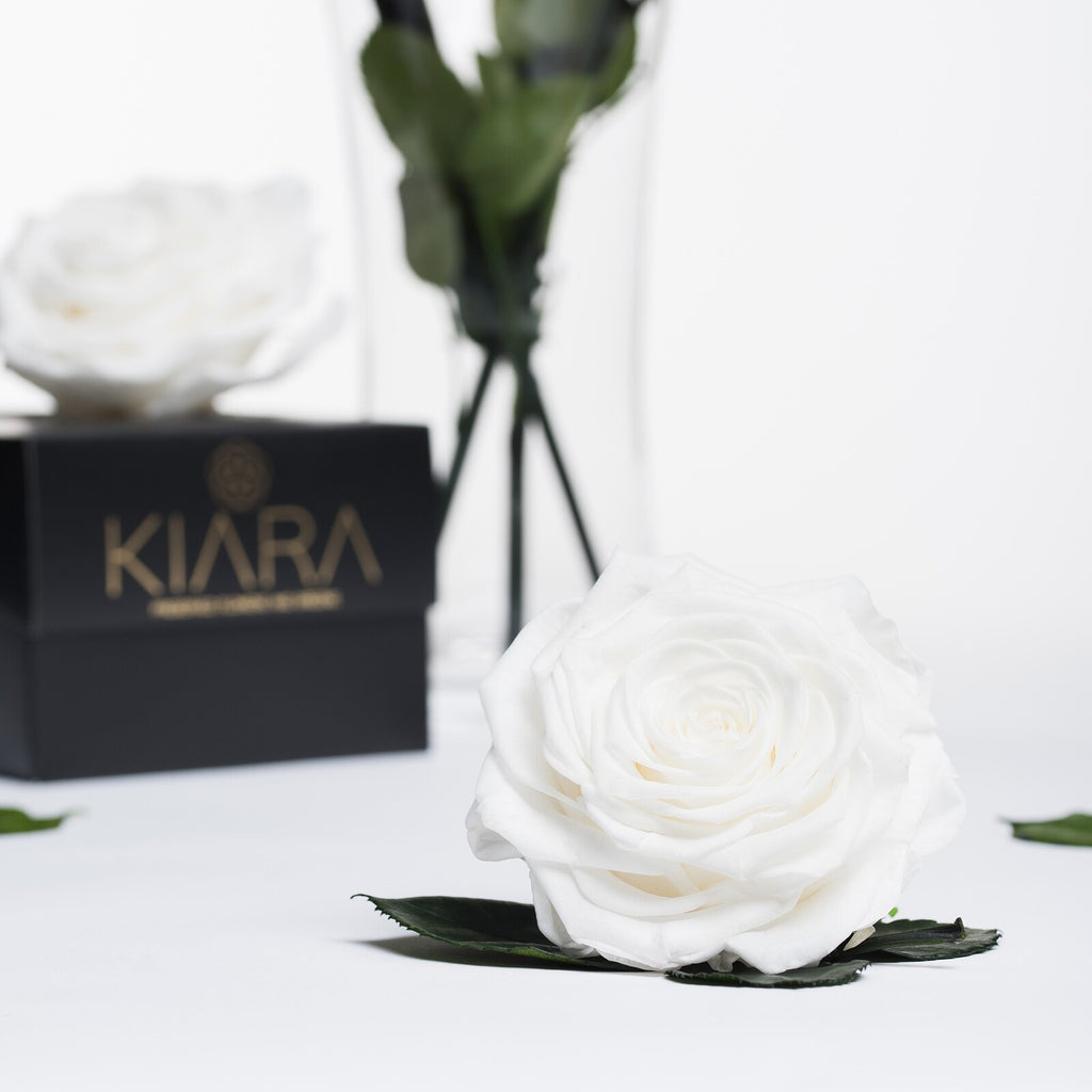 Kiara - Solitario - 1 Head