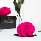 Kiara - Solitario - 1 Head