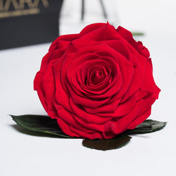 002-Fora-Feb_2019-195 (14)