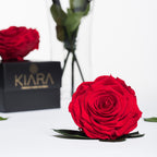 Kiara - Solitario - 1 Head