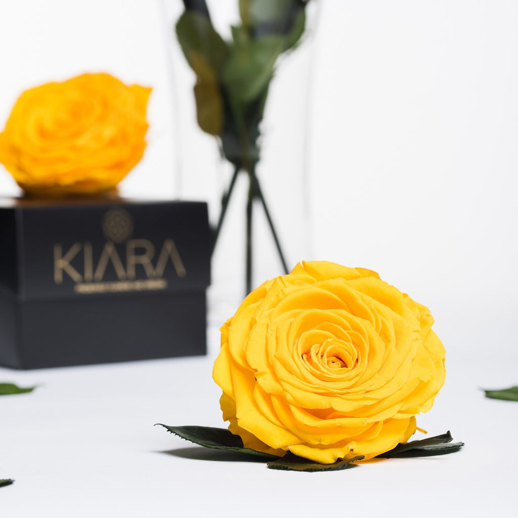 Kiara - Solitario - 1 Head