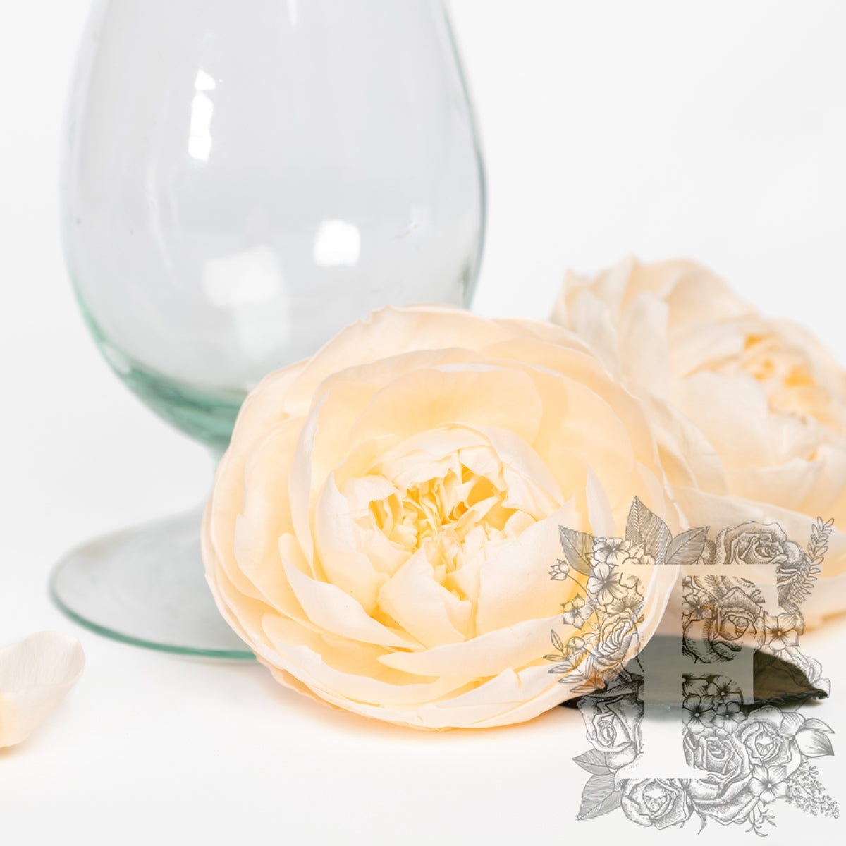 Garden Rose - Peony - Niki - XXL - 1 Head