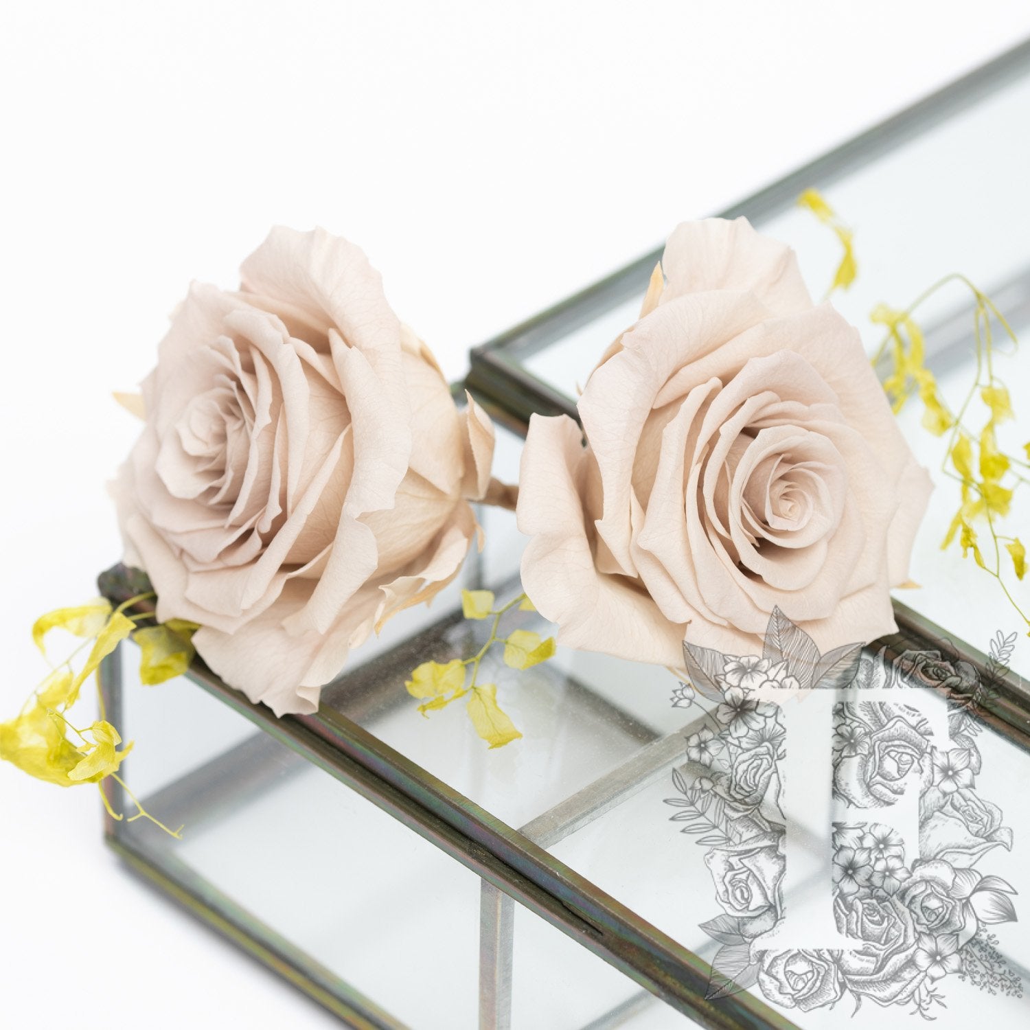Full bloom rose - 6 Heads