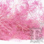 Babys breath Gypsophila - Bunch
