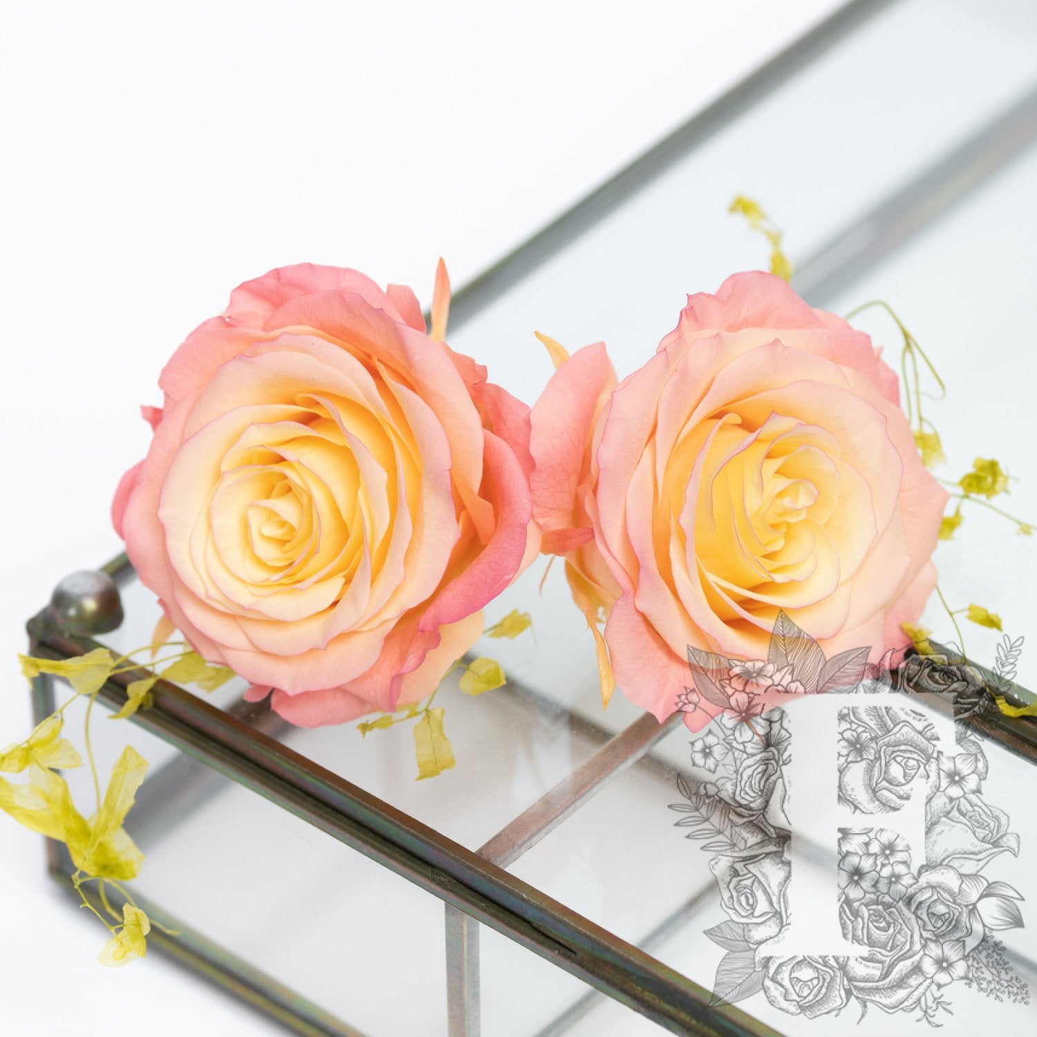 Full bloom rose - 6 Heads