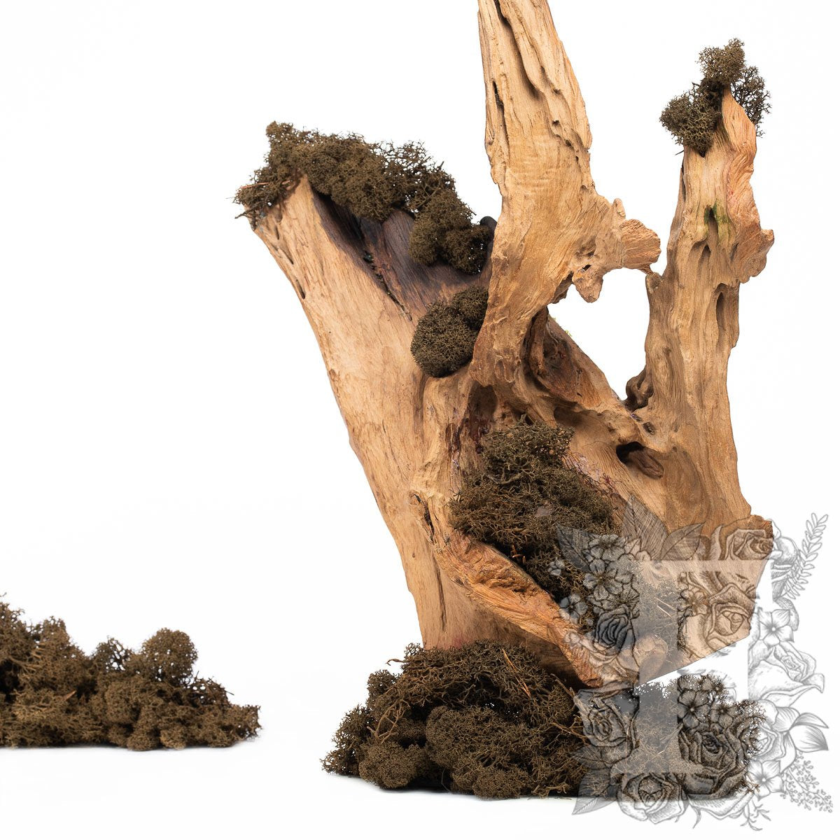 Canopy - Premium - Icelandic Lichen Moss - 1 Kg