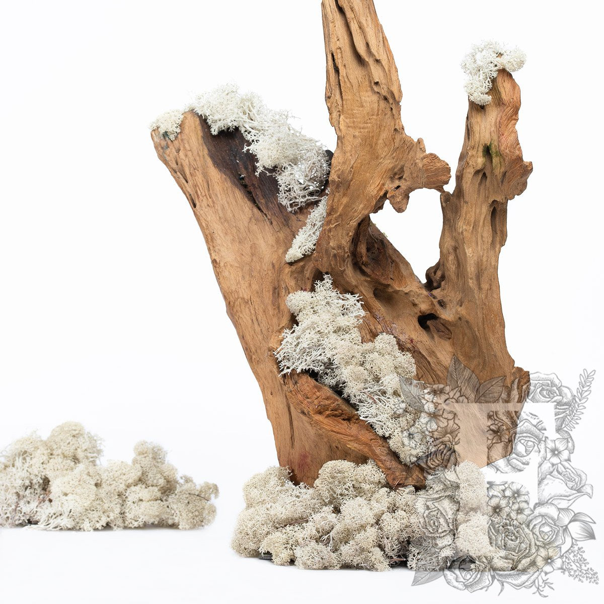 Canopy - Premium - Icelandic Lichen Moss - 1 Kg