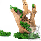Premium Forest Green Moss 1