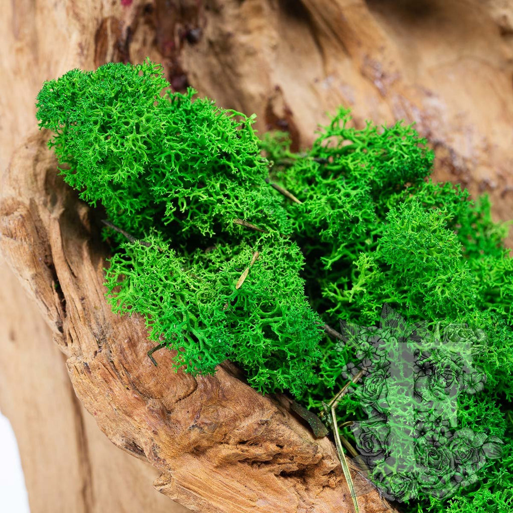 Premium Forest Green Moss 3
