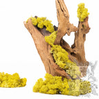 Canopy - Premium - Icelandic Lichen Moss - 1 Kg